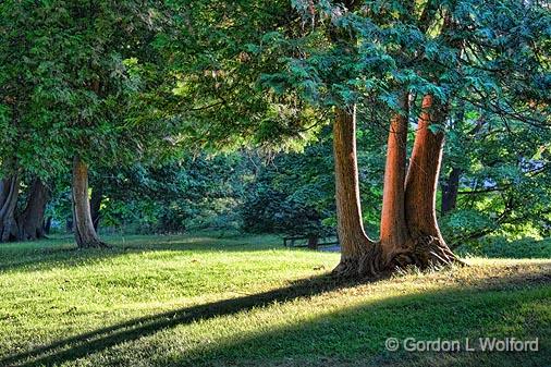 Triple Trunk_19534.jpg - Photographed along the Rideau Canal Waterway at Chaffey's Locks, Ontario, Canada.